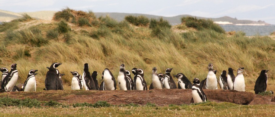 op de Falklands ligt de temperatuur tussen de 10 en 15 graden en het gebied lijkt op een Nederlands duingebied 